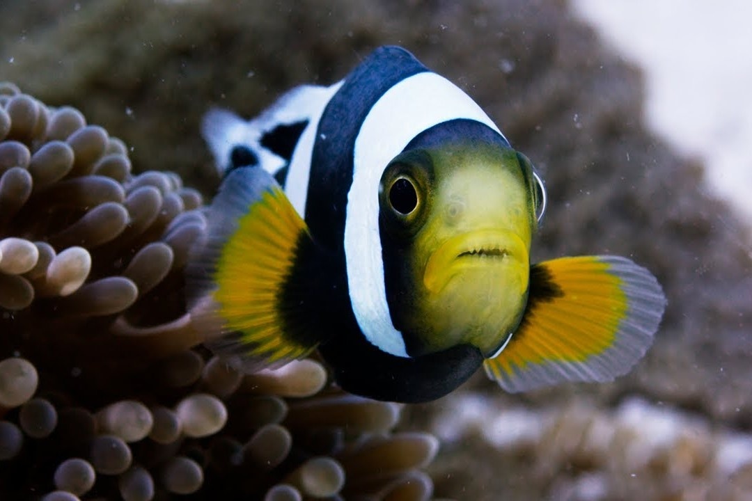 Gia dinh ca he phoi hop day gao dua de xay to hinh anh