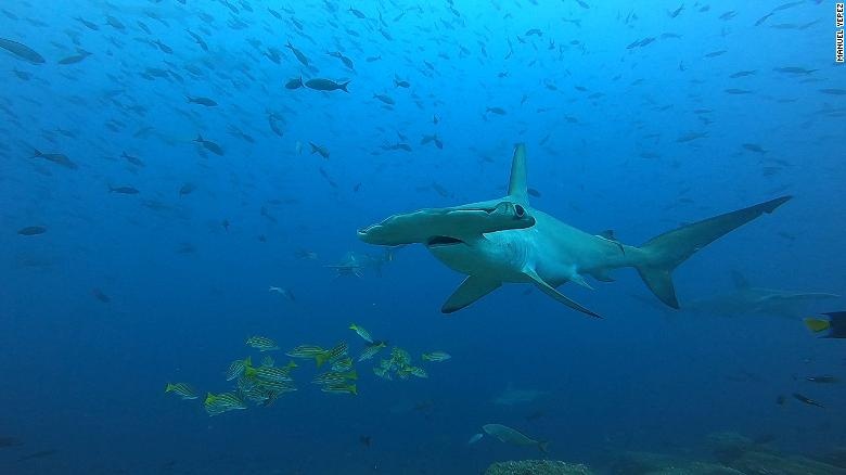 Sieu xa lo duoi day bien anh 10