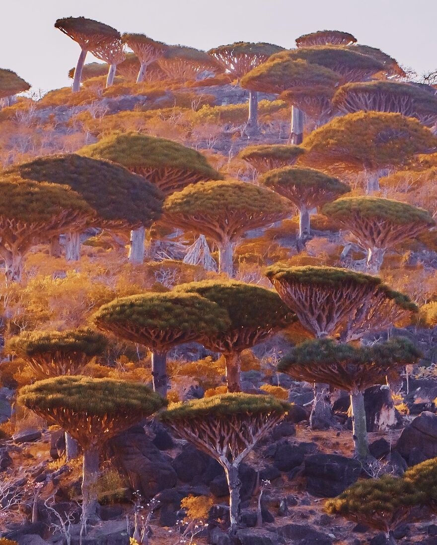 Socotra  ảnh 5 Socotra anh 5