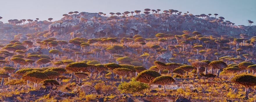 Socotra  ảnh 3 Socotra anh 3