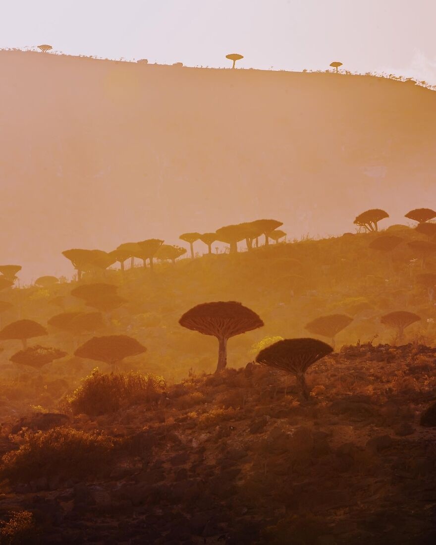 Socotra  ảnh 12 Socotra anh 12