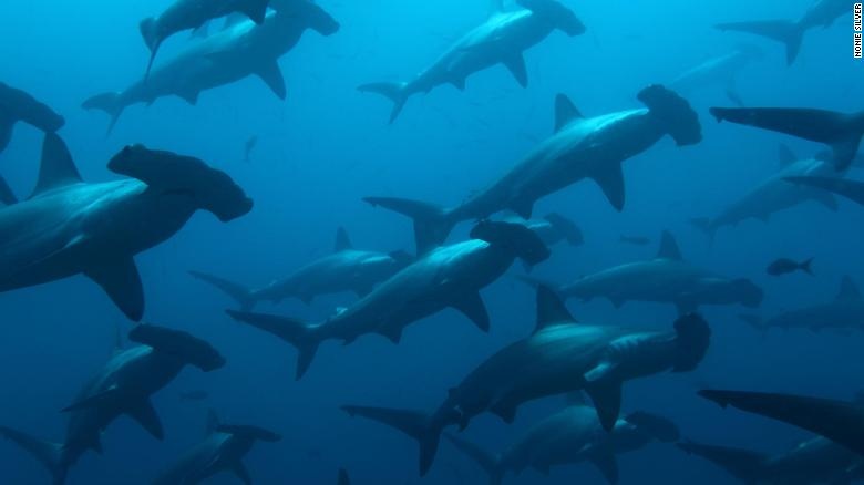 Sieu xa lo duoi day bien anh 2