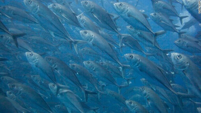 Sieu xa lo duoi day bien anh 3