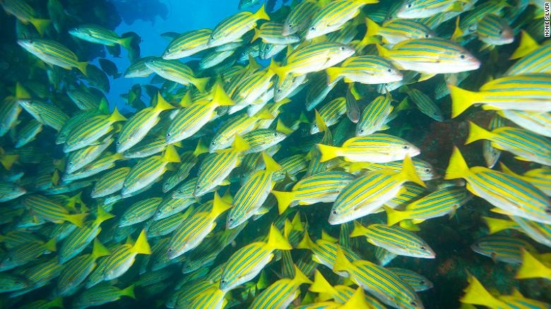 Sieu xa lo duoi day bien anh 7