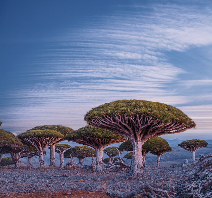 Socotra  ảnh 6 Socotra anh 6