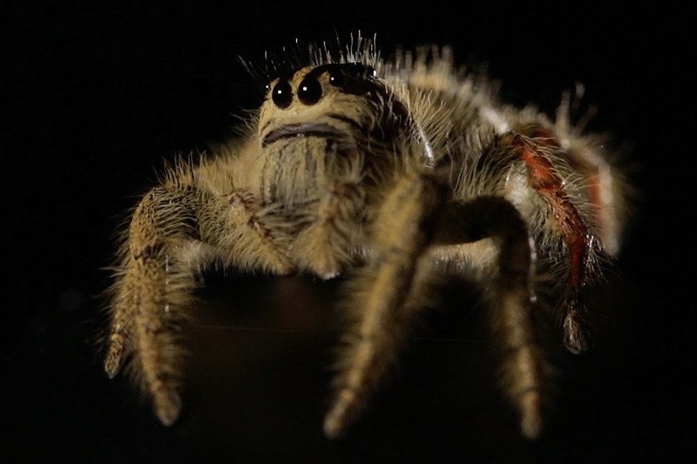 Loai nhen nhay lon nhat the gioi hinh anh