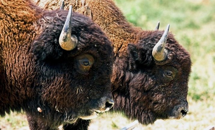 Nhung dong vat tuyet chung trong tu nhien duoc dua tro lai hinh anh