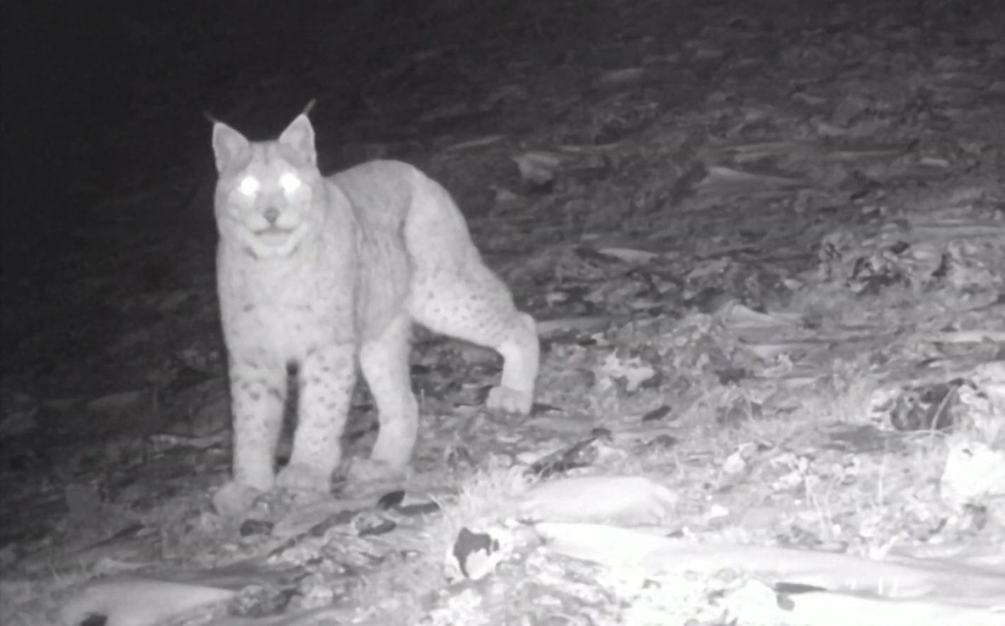 Bay anh chup duoc bao tuyet quy hiem sau 5 nam o Kazakhstan hinh anh