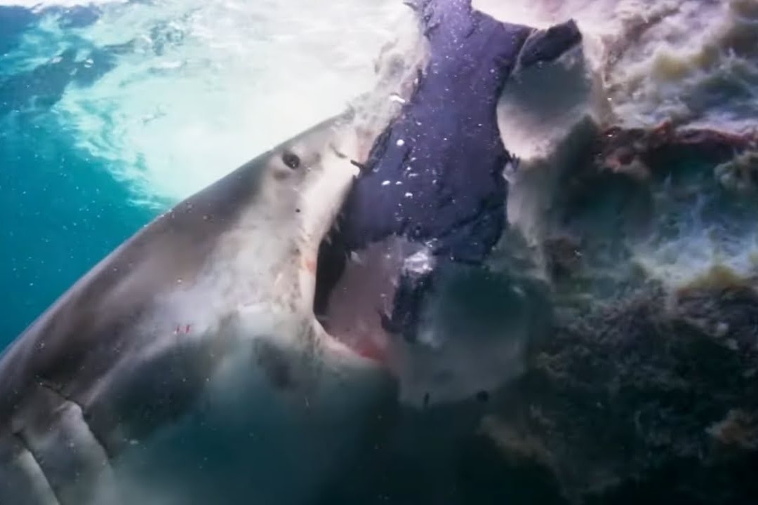 Dan ca map xau xe ca voi hinh anh