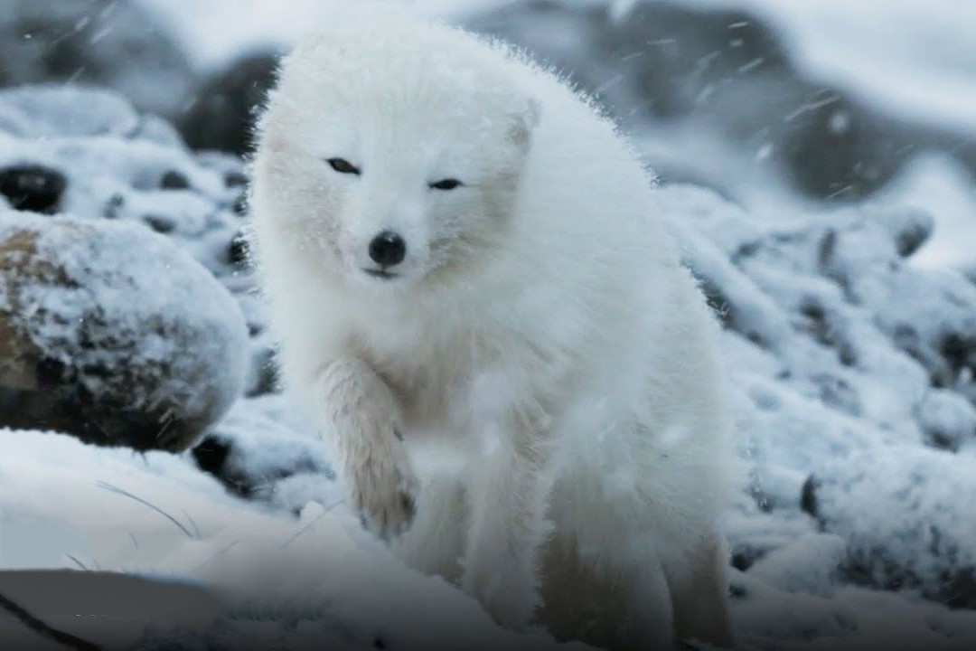 Cao Bac Cuc doan tu ban doi trong con bao tuyet hinh anh