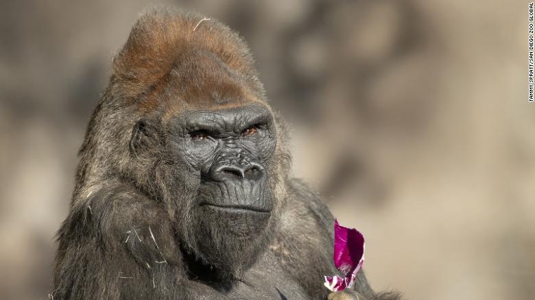 Dong vat nhiem Covid-19 anh 5