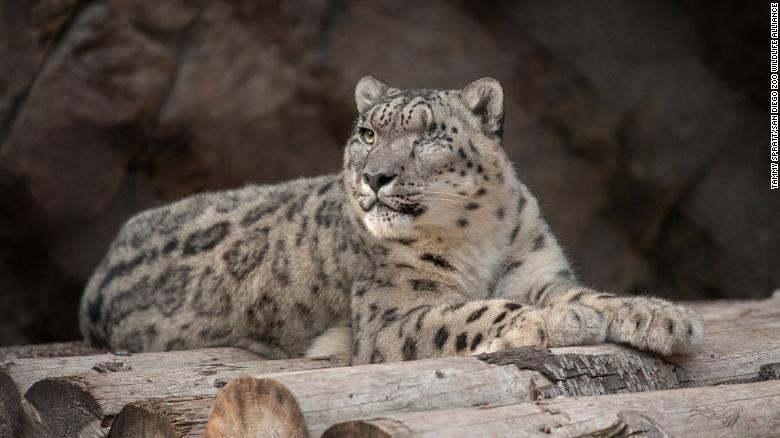 Dong vat nhiem Covid-19 anh 1