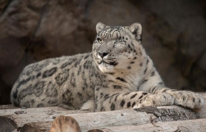 Bao quy hiem o vuon thu My duong tinh voi Covid-19 hinh anh