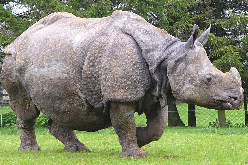 Loai te giac to nhu oto co nguy co tuyet chung hinh anh