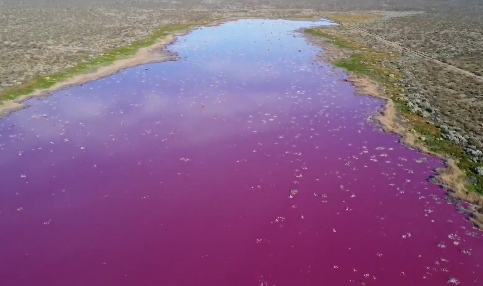Dam pha o Argentina chuyen sang mau hong do o nhiem hinh anh