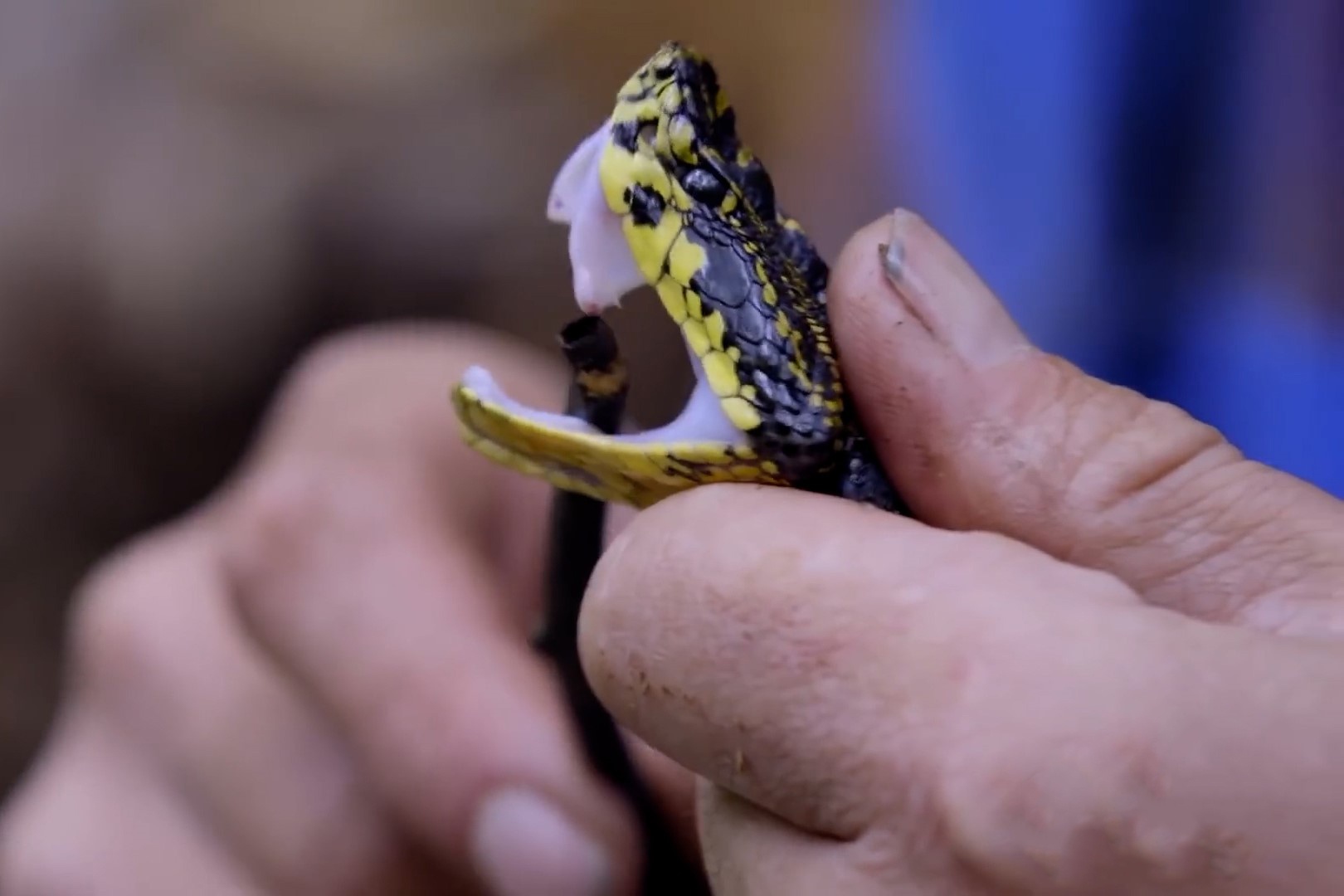 Cham tran ran luc cuc doc o thung lung Doc Long hinh anh