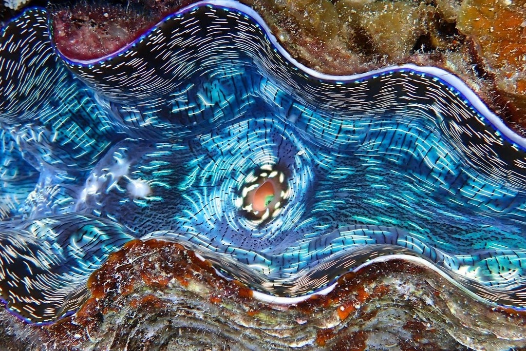 Su that ve 'trai giet nguoi' khong lo o Thai Binh Duong hinh anh