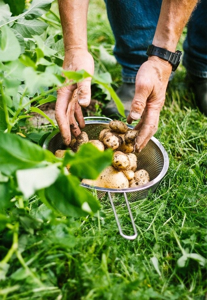 Sữa khoai tây ảnh 5 Sua khoai tay anh 5