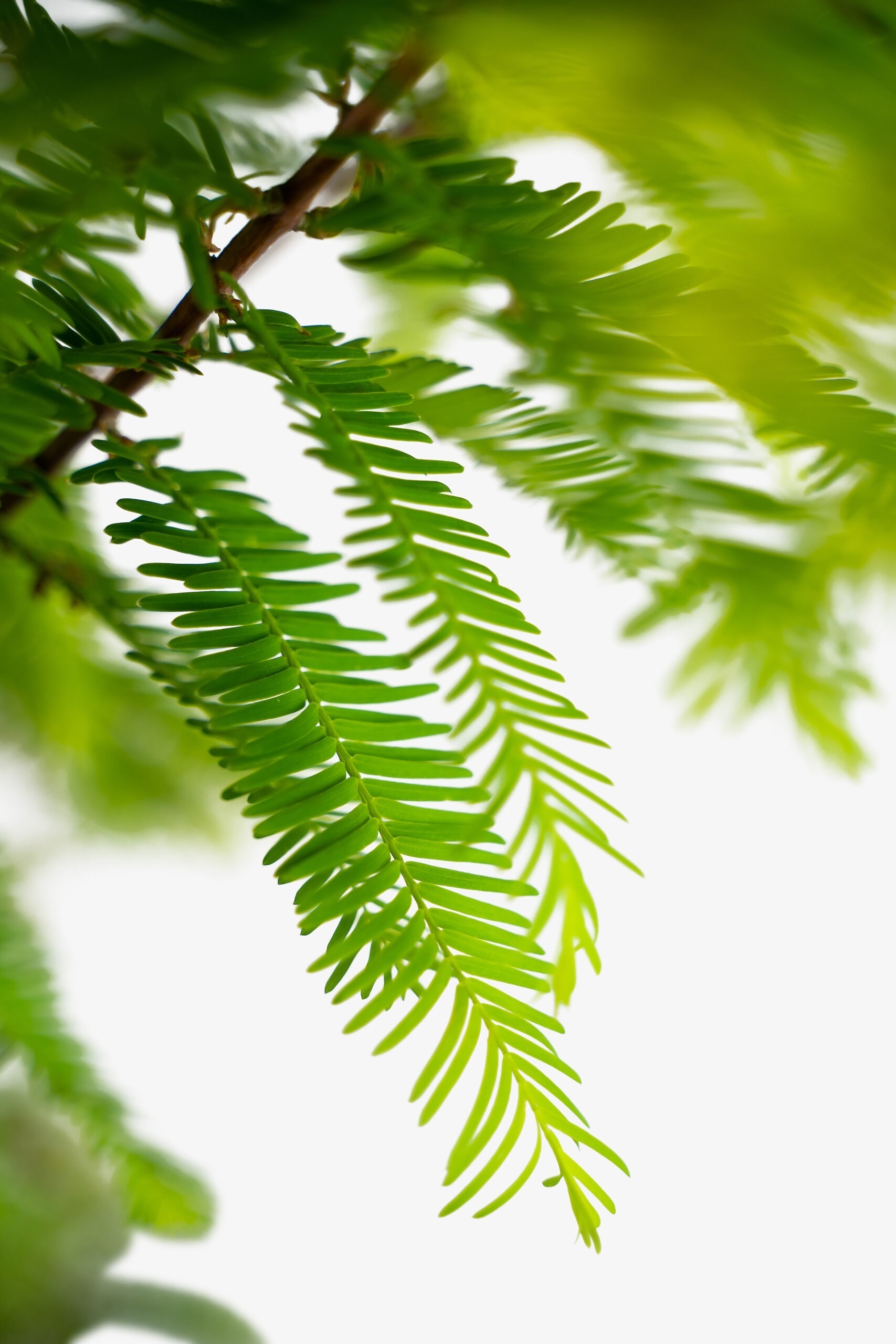 Rừng thủy tùng Lư Dương ảnh 6 Rung thuy tung Lu Duong anh 6