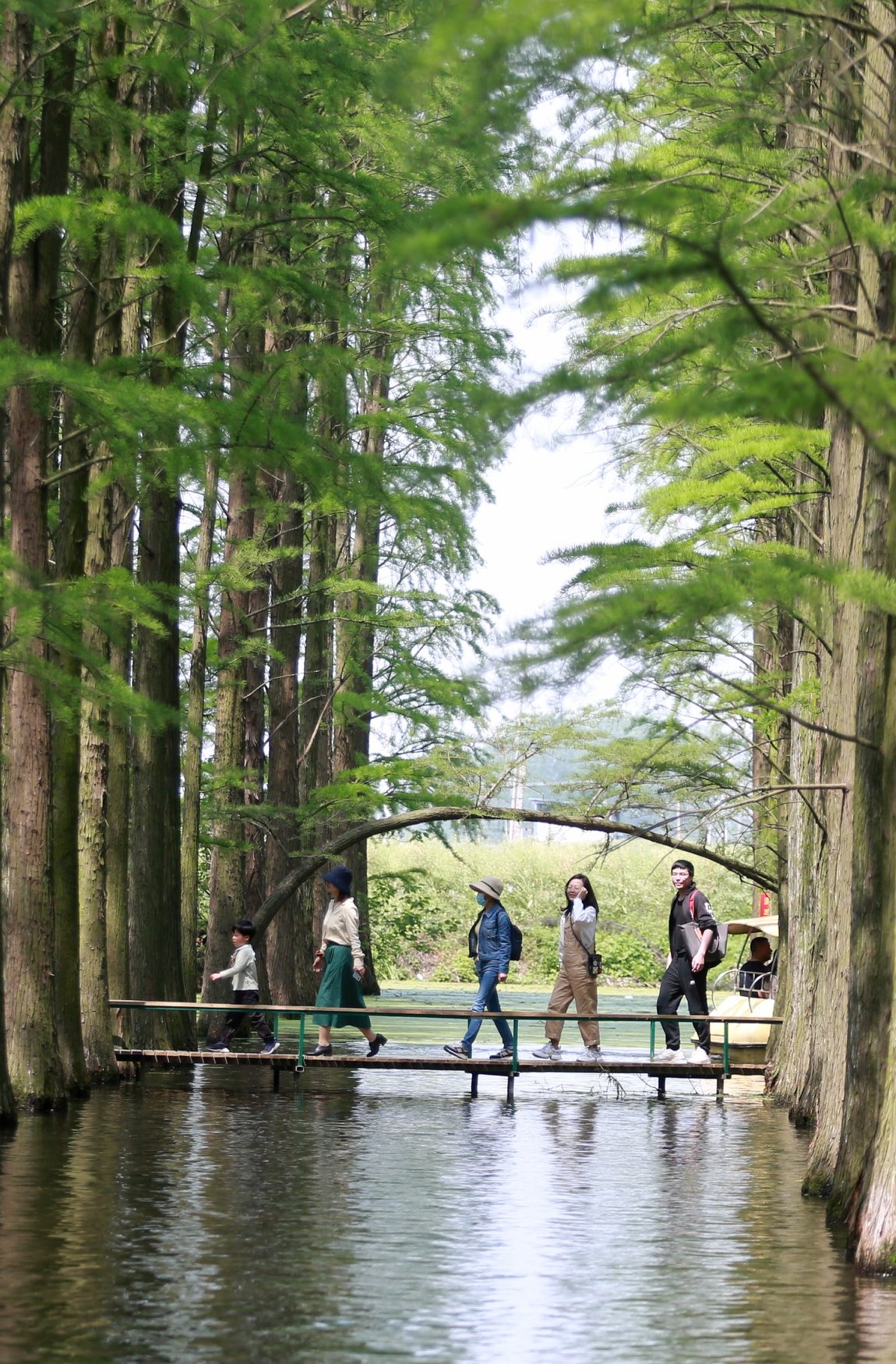 Rừng thủy tùng Lư Dương ảnh 8 Rung thuy tung Lu Duong anh 8