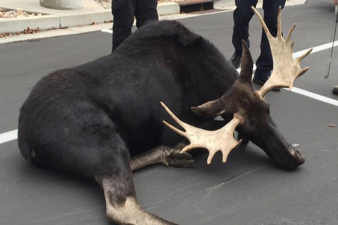 Gay me nai sung tam nang 340 kg di lac o My hinh anh