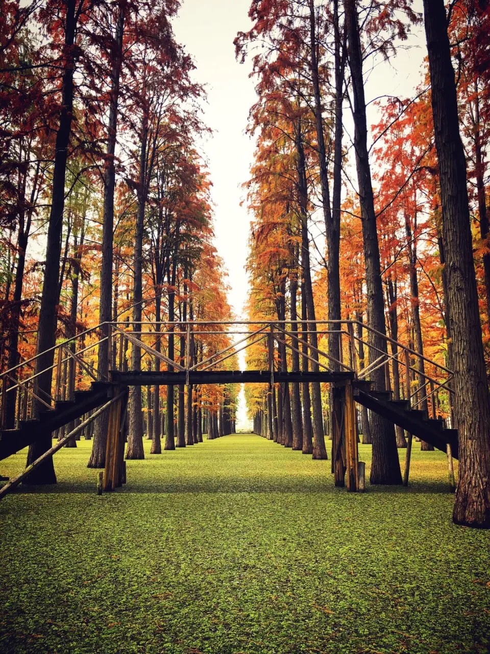 Rừng thủy tùng Lư Dương ảnh 9 Rung thuy tung Lu Duong anh 9