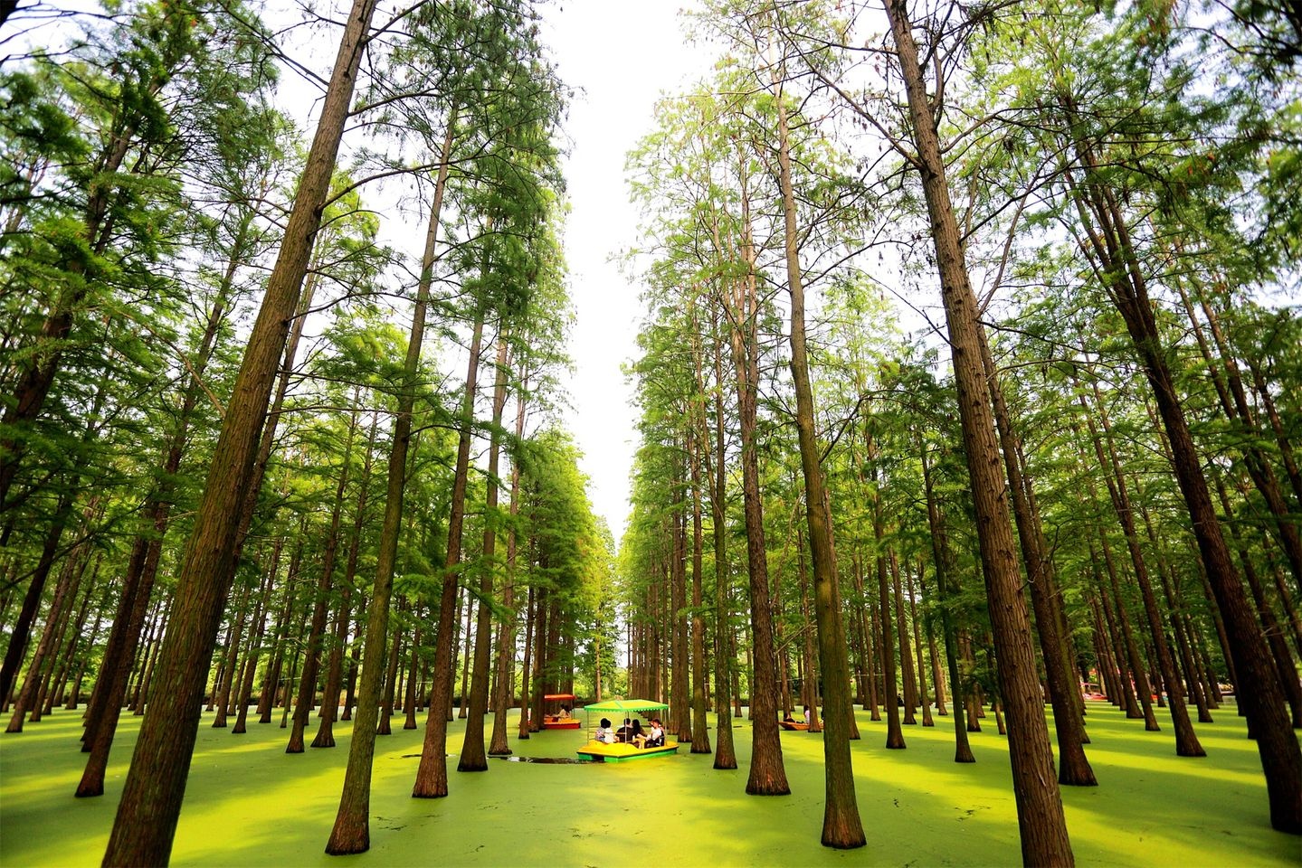 Rung thuy tung Lu Duong anh 1