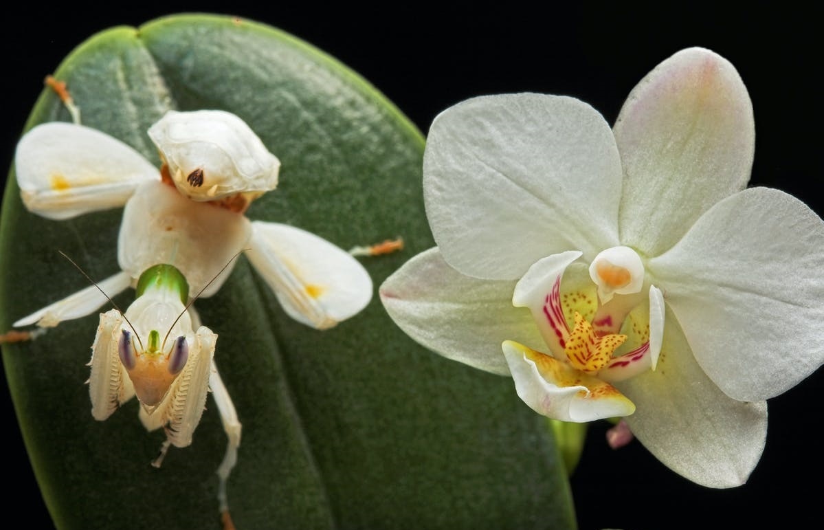 Loai con trung co tai nguy trang nhu mot bong hoa hinh anh