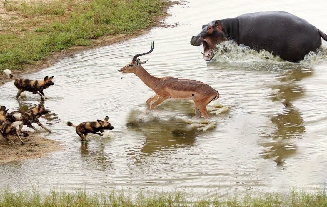 Linh duong thoat chet khi bi cho hoang va ha ma tan cong hinh anh