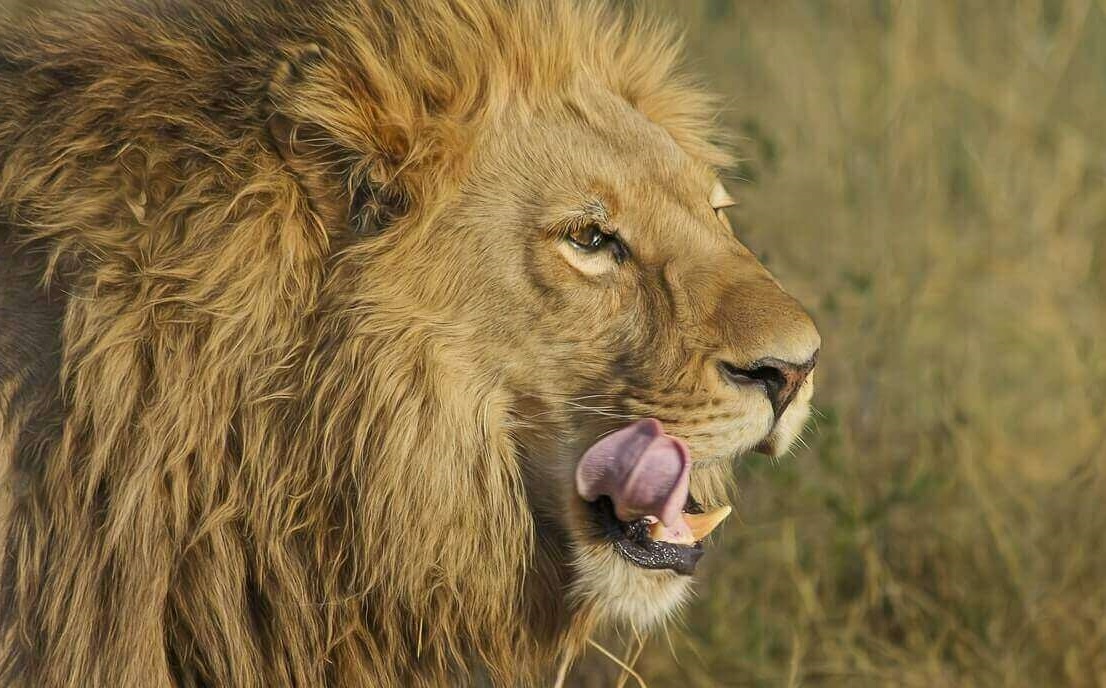 Muon ly do dong vat an thit dong loai hinh anh