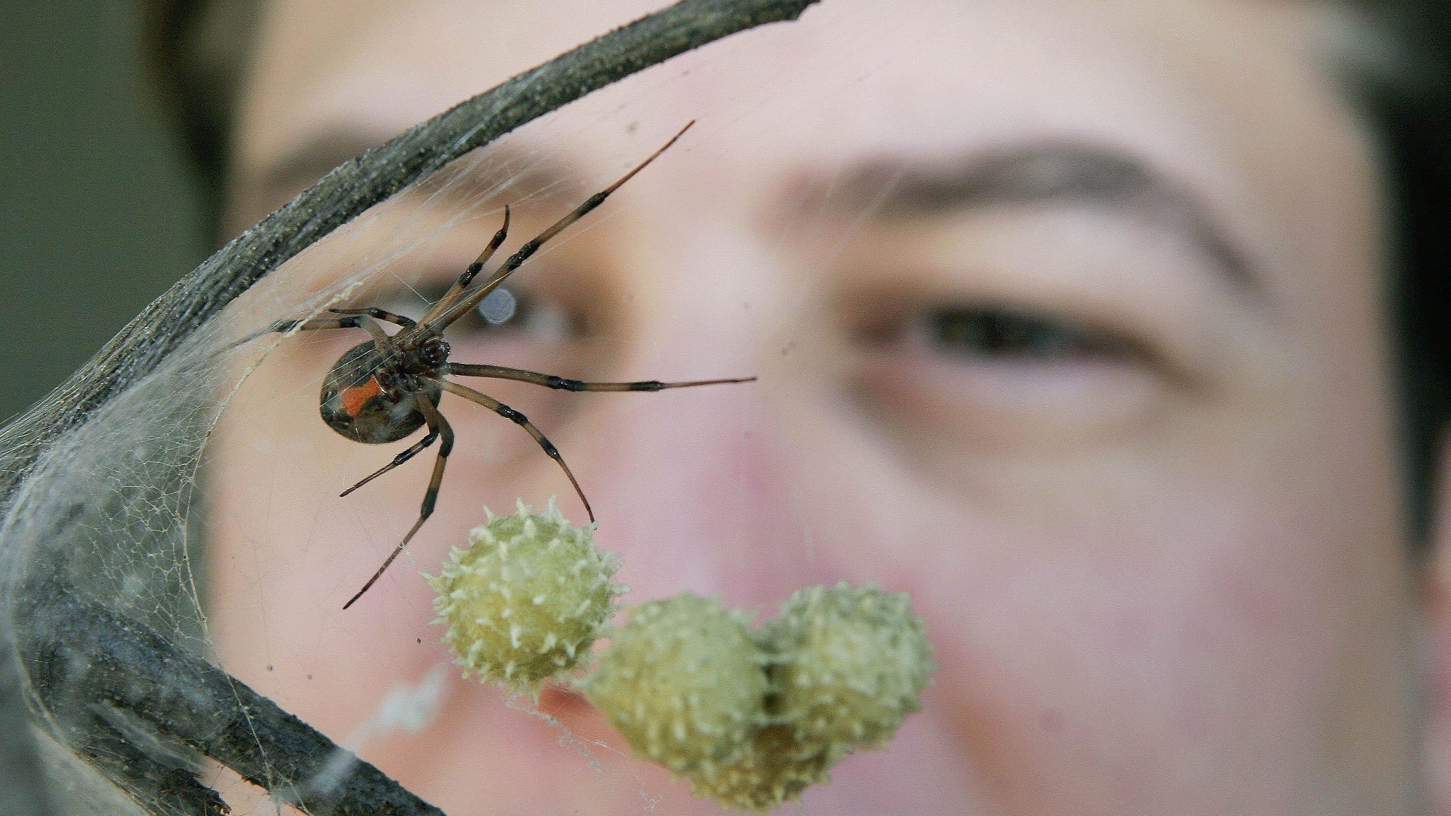 An thit dong loai anh 2