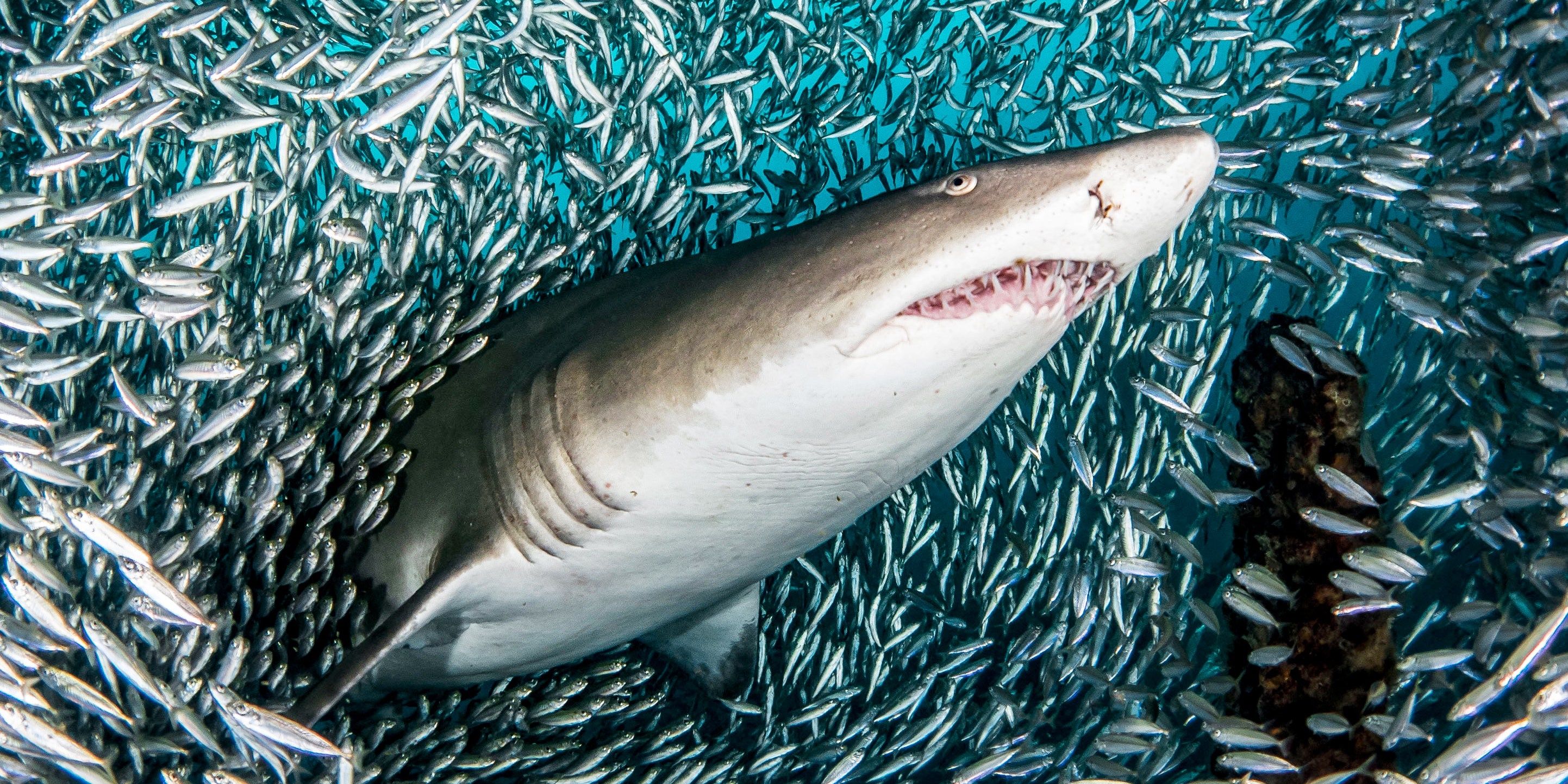 An thit dong loai anh 4