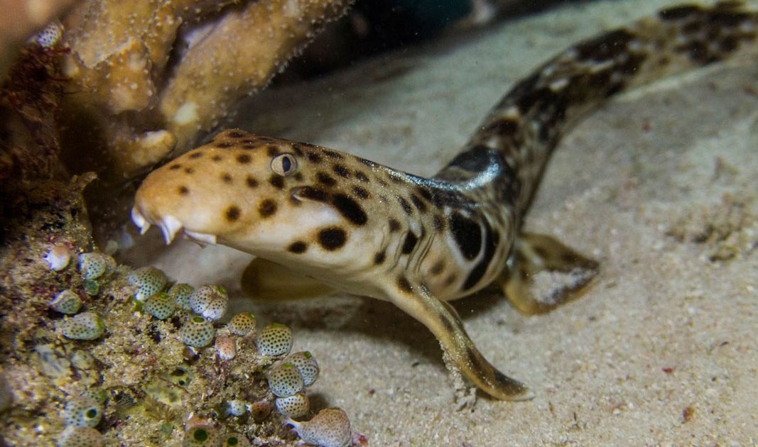 Loai ca map di bo tren can hinh anh