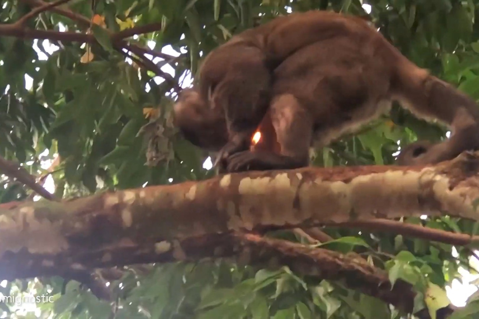 Con khi thong minh biet su dung bat lua hinh anh