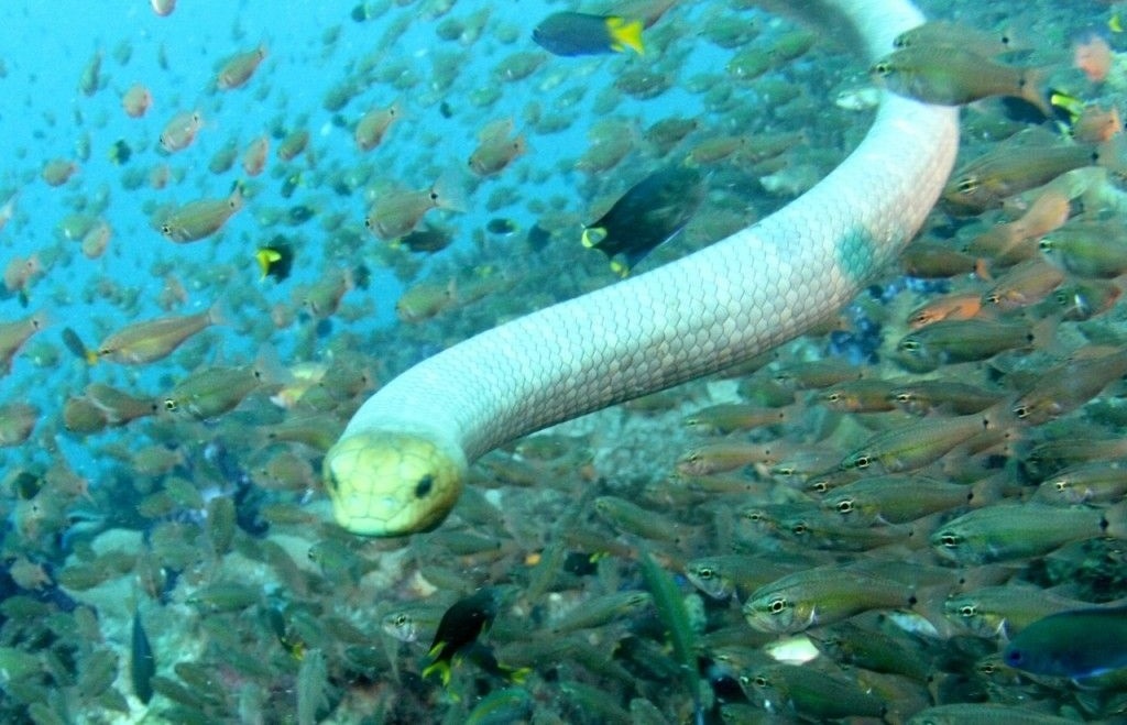 Ran bien kich doc san ca duoi day dai duong hinh anh