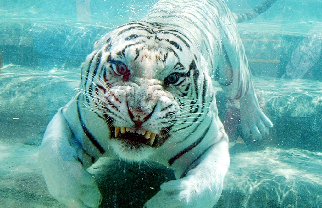 3 loai meo lon dang bi day den nguy co tuyet chung hinh anh