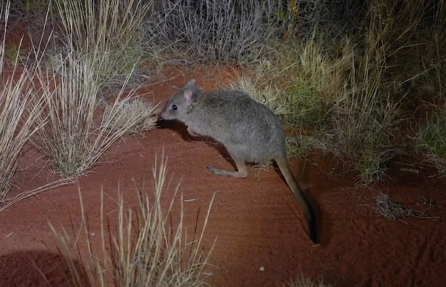 Australia dua loai thu co tui tung tuyet chung tro lai tu nhien hinh anh