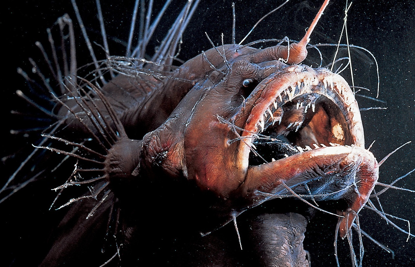 Quai vat bien sau biet su dung 'can cau' du moi hinh anh