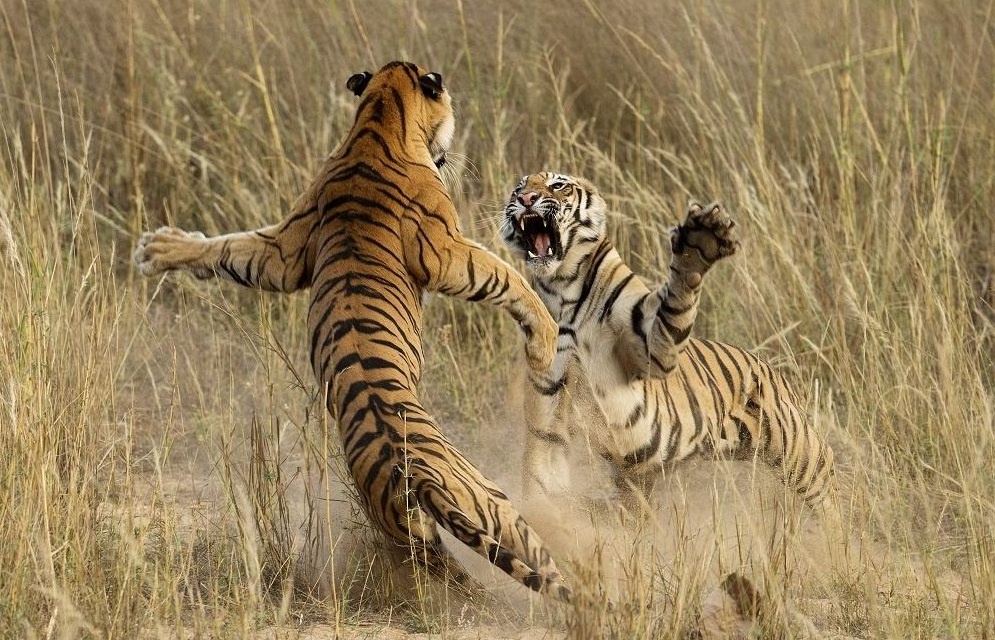 Cuoc chien cua 2 con ho duc hinh anh