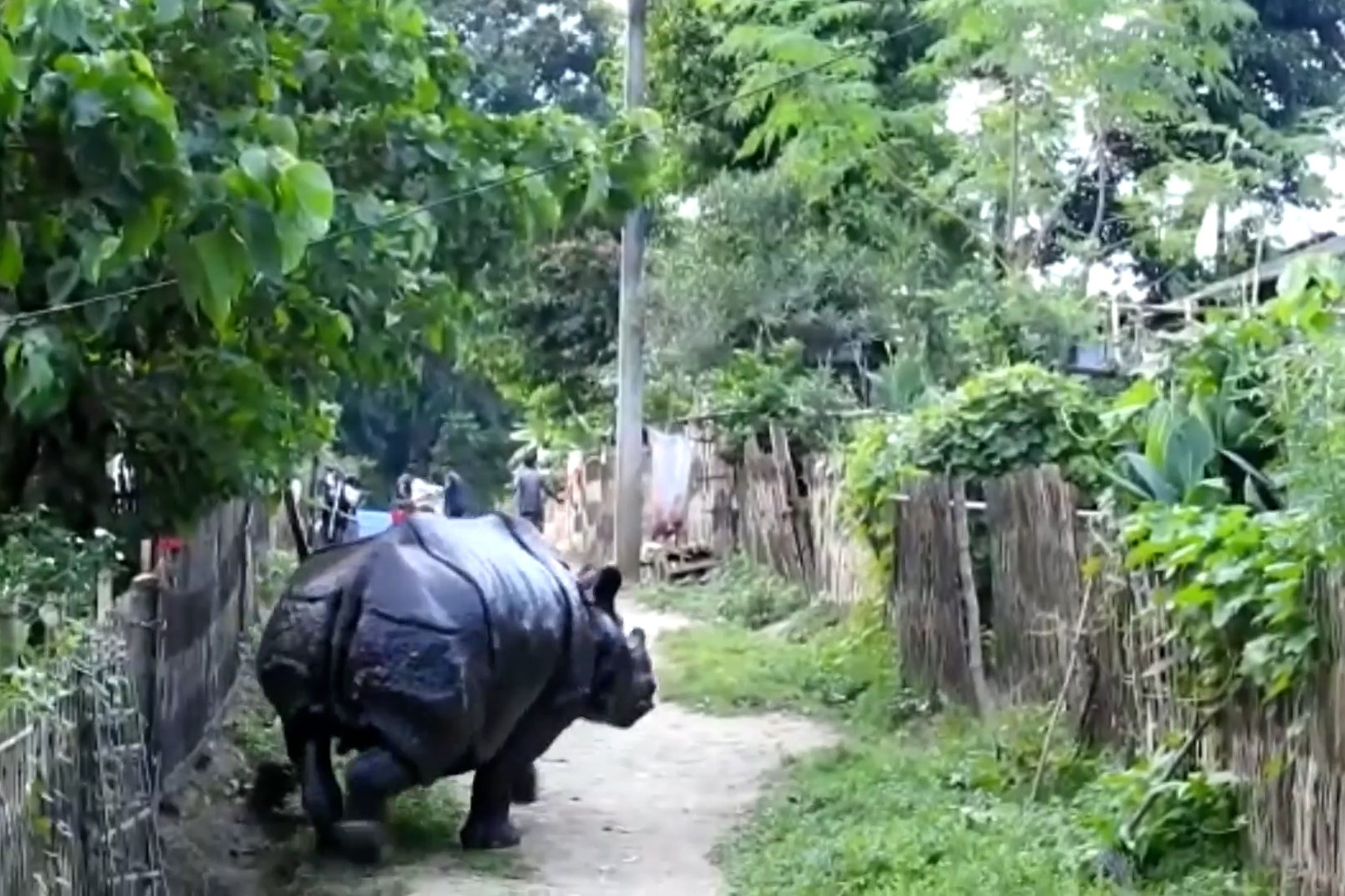 Te giac lang thang vao ngoi lang o An Do hinh anh