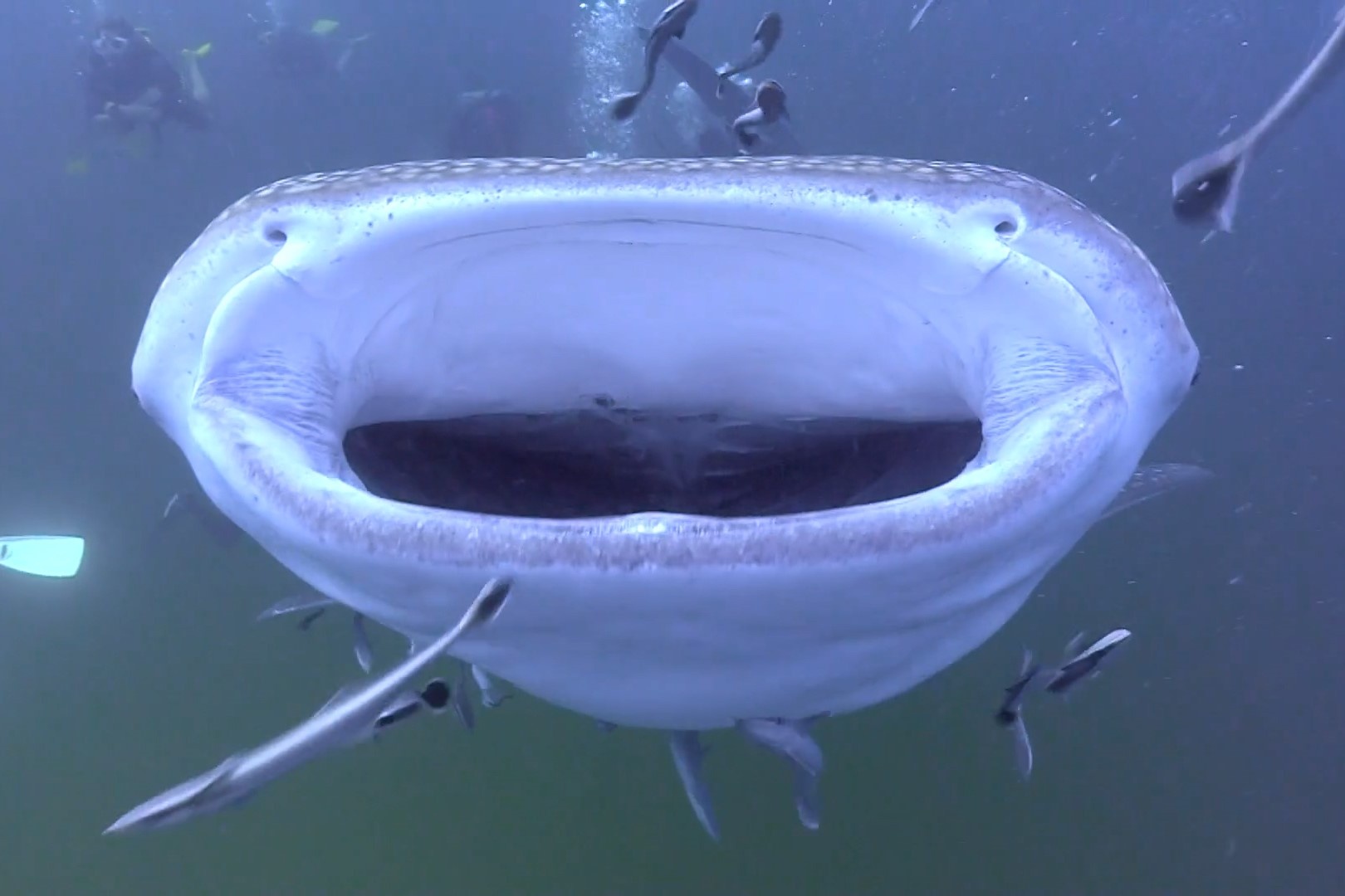 Nhiep anh gia dung do ca map voi khong lo hinh anh