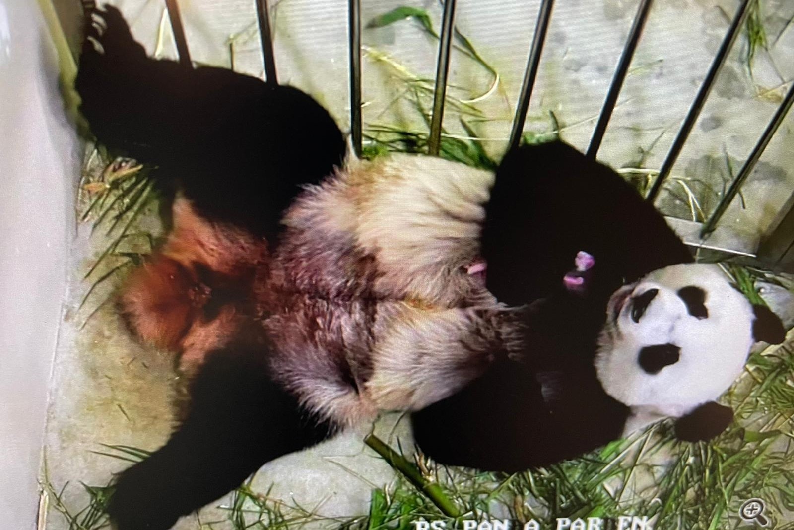 Gau truc con dau tien chao doi o Singapore hinh anh