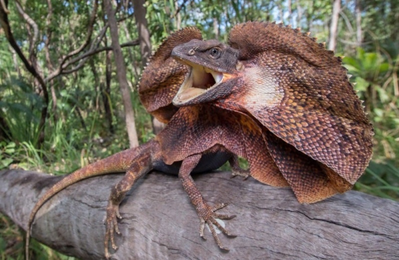 Loai than lan biet xu mang de doa ke thu hinh anh