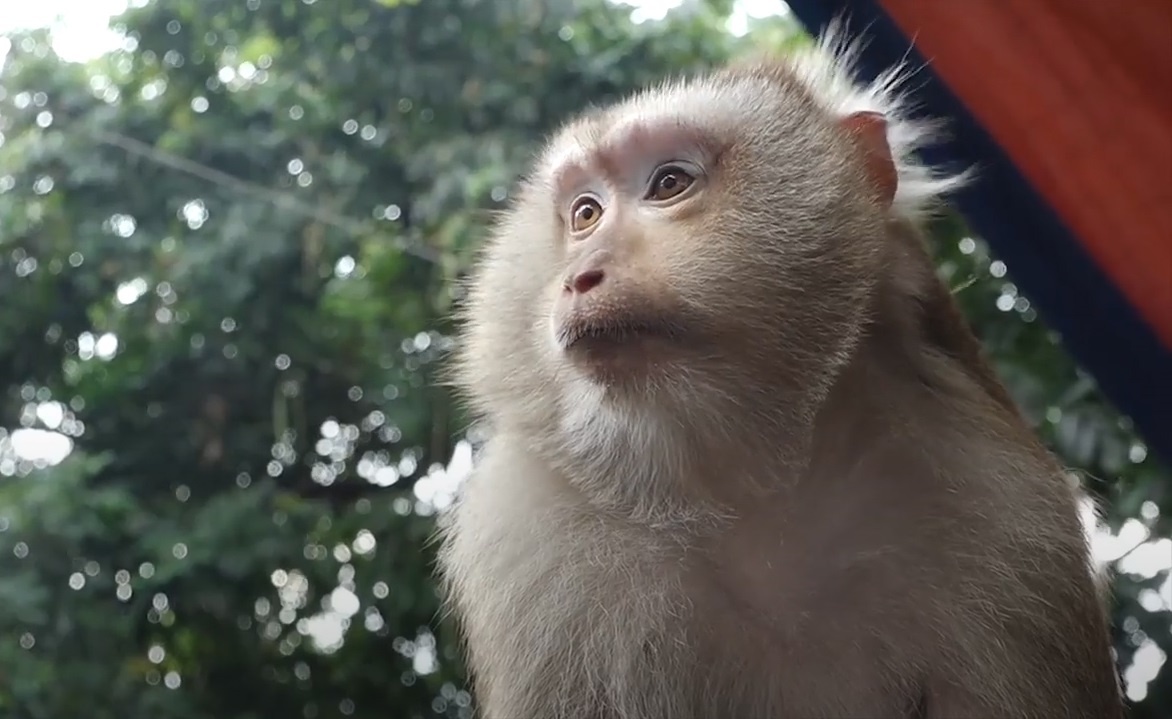 Hon 100 con khi hoang da trong ngoi chua o Binh Duong hinh anh