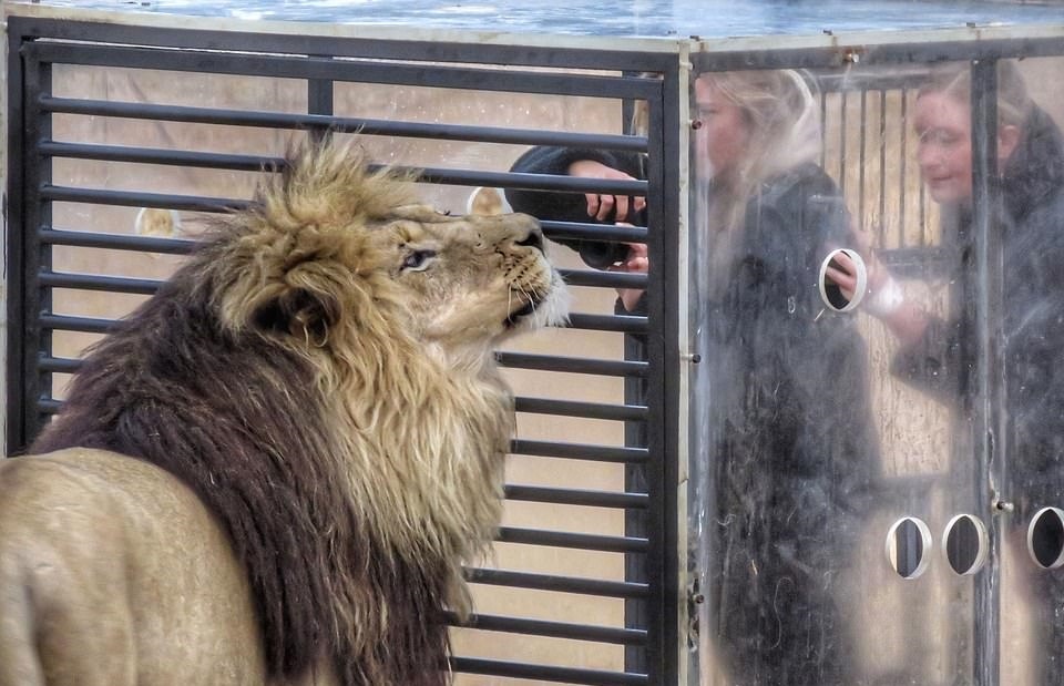 Khu bao ton o Nam Phi cho su tu 'xem' nguoi hinh anh