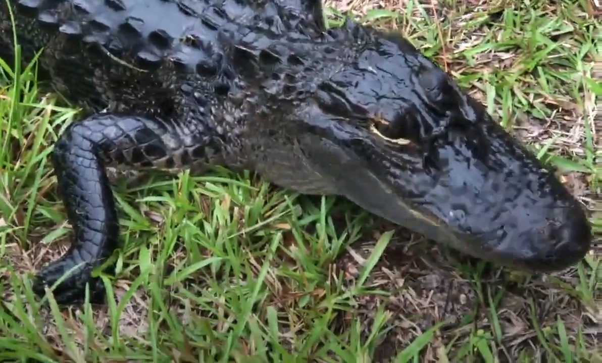 Ca sau len bo, quay dau khi gap meo hinh anh