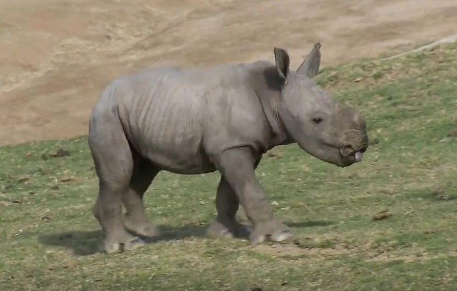 Te giac trang con le luoi, treu trau trong vuon thu o My hinh anh