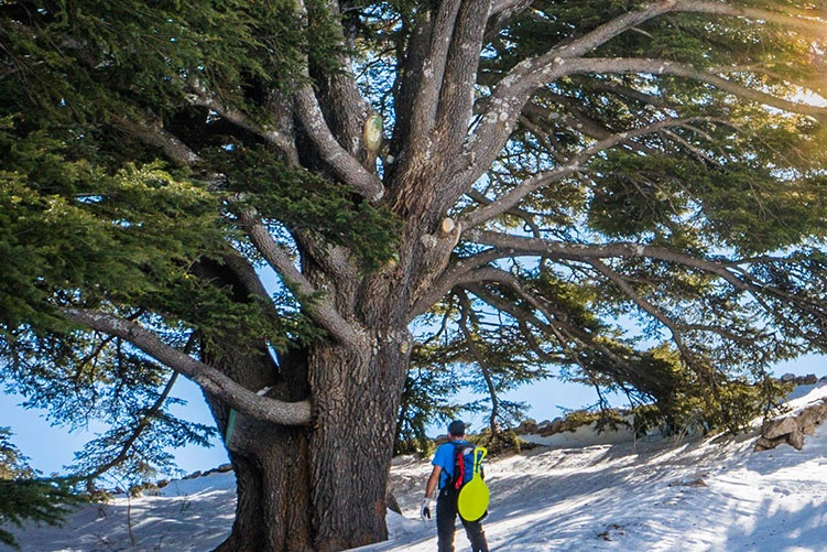 'Rung tuyet tung cua Chua' o Lebanon hinh anh