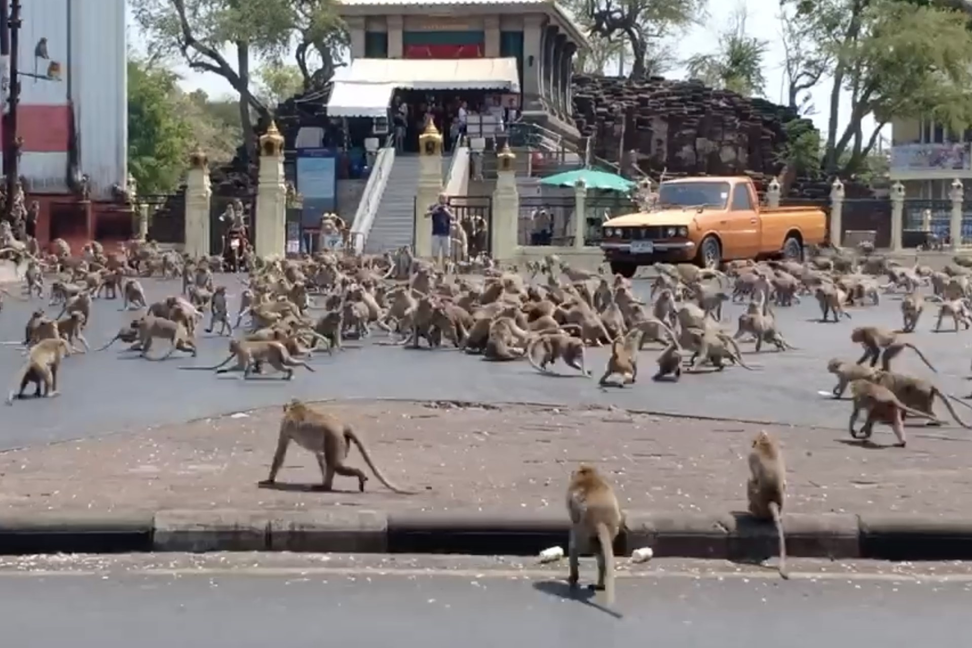 Нашествие обезьян в таиланде. Обезьяны в Тайланде. Остров обезьян в Тайланде. Фото Нашествие обезьян в Таиланде.