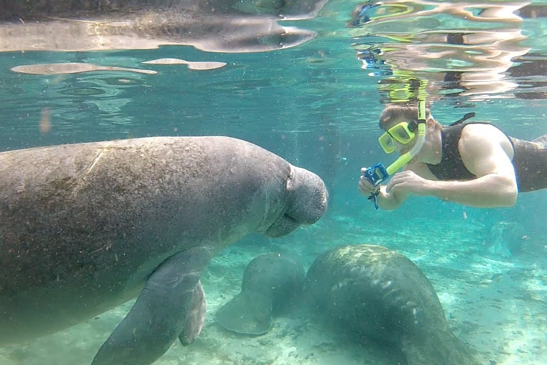 Hang chuc con lon bien boi sat du khach o Florida hinh anh